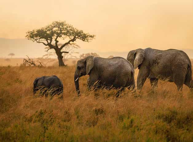 A herd of elephants walking through a grassy field with a tree in the background.