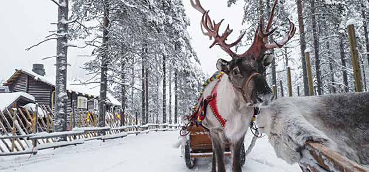 A reindeer pulling a sleigh through a snowy forest.