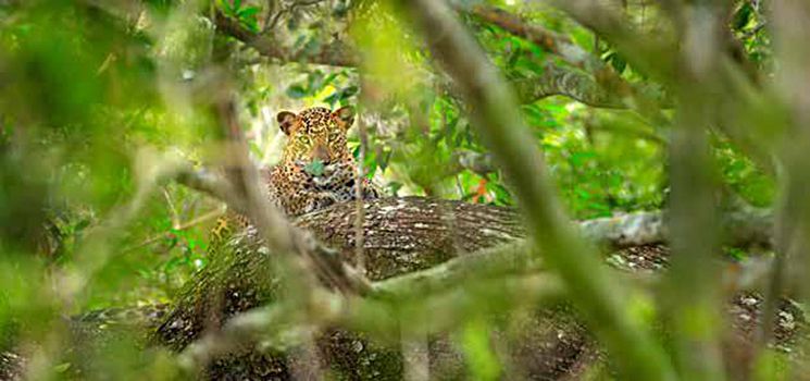A leopard is sitting in the shade of a tree in the jungle.