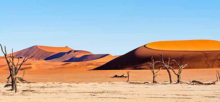 A desert landscape with trees and sand dunes in the background.