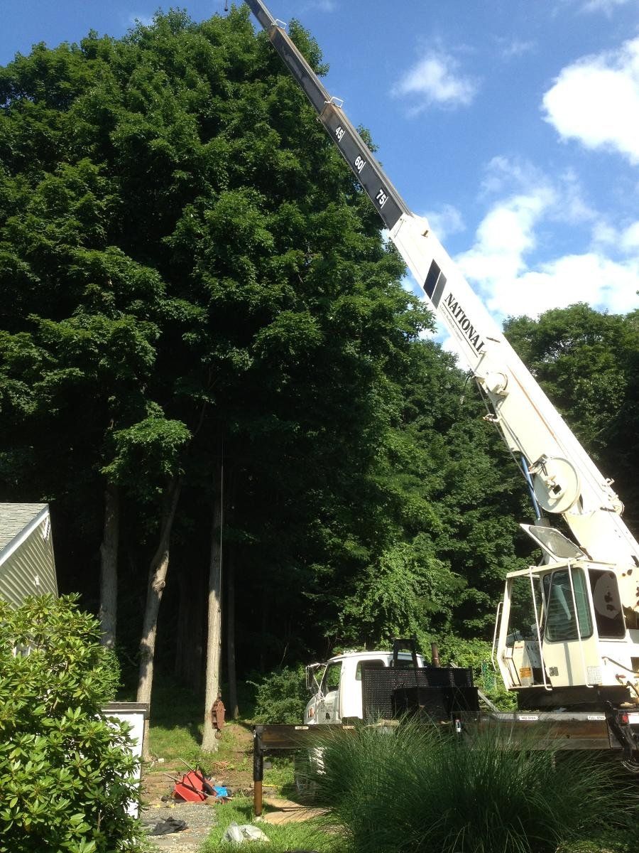Tree service