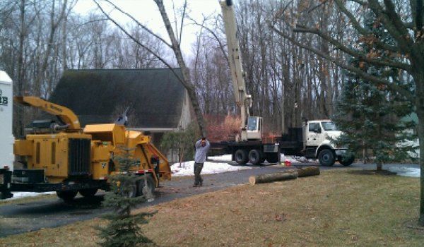 Tree removal