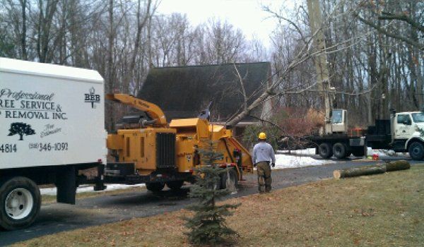 Tree service