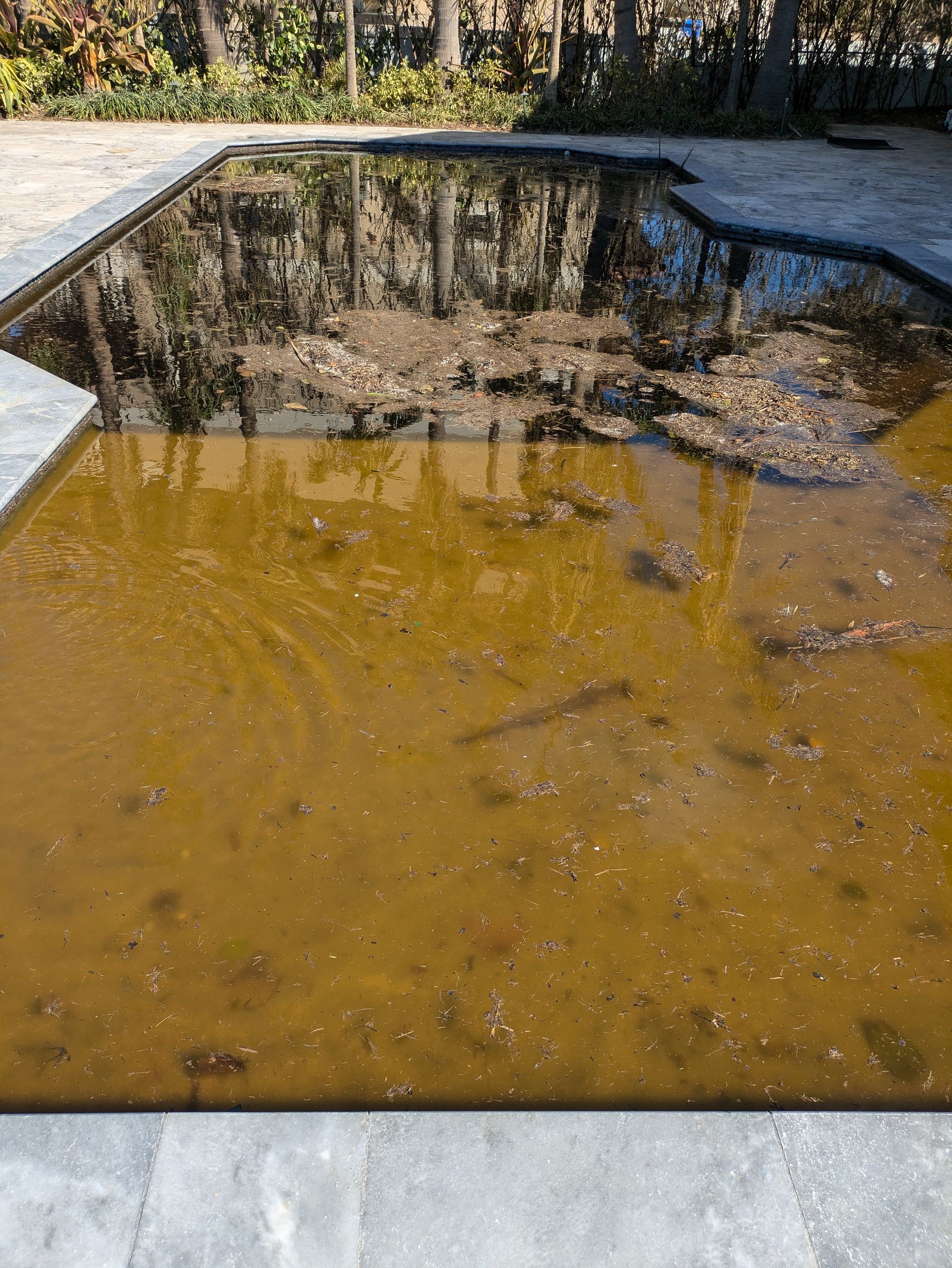 A muddy pool with a reflection of trees in it.