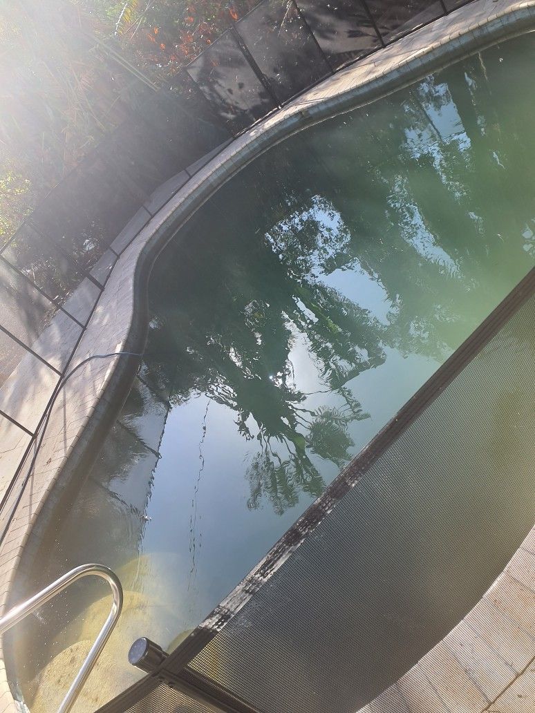 A swimming pool with green water and trees reflected in it.