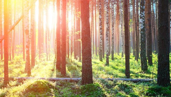 The sun is shining through the trees in the forest.