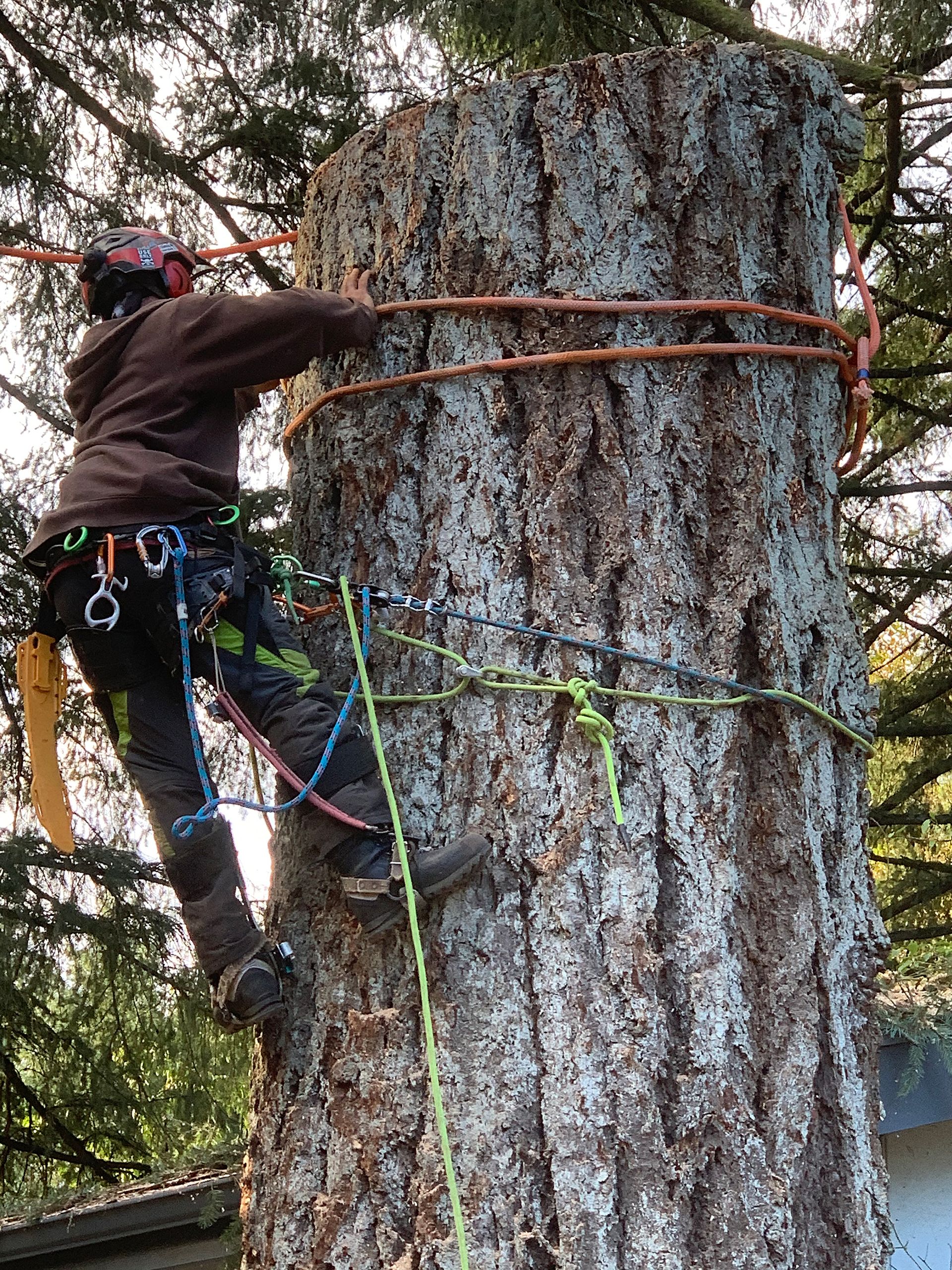 A man is climbing up the side of a large tree.