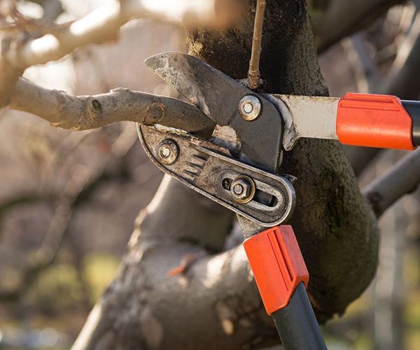 A person is cutting a tree branch with a pair of scissors.