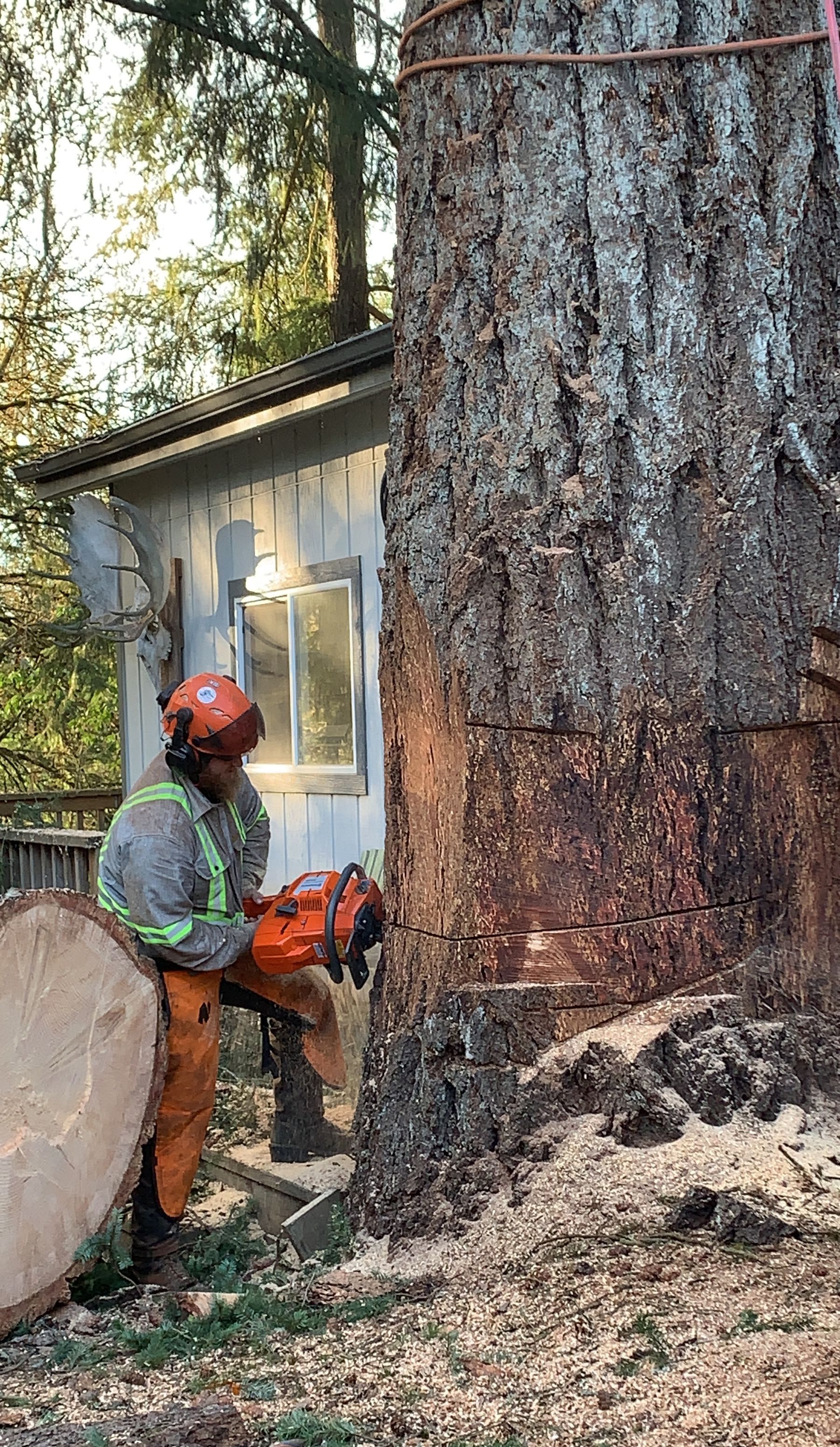 A man is cutting a tree with a chainsaw.