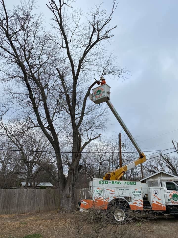 Tree service worker in a bucket truck trimming a tall tree.