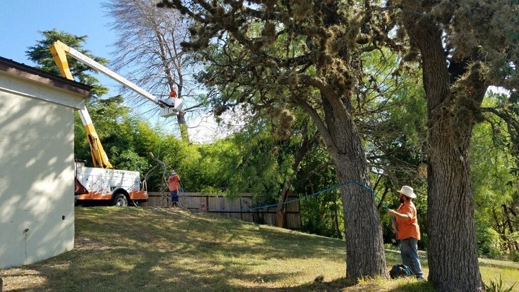 Workers pruning trees, one in a lift. Sunny yard, trees, house, and truck.