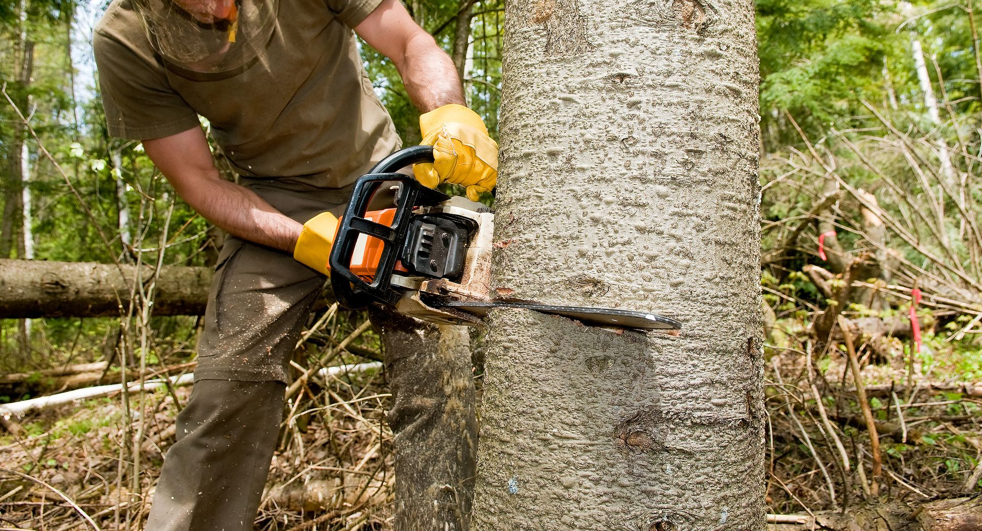 tree removal