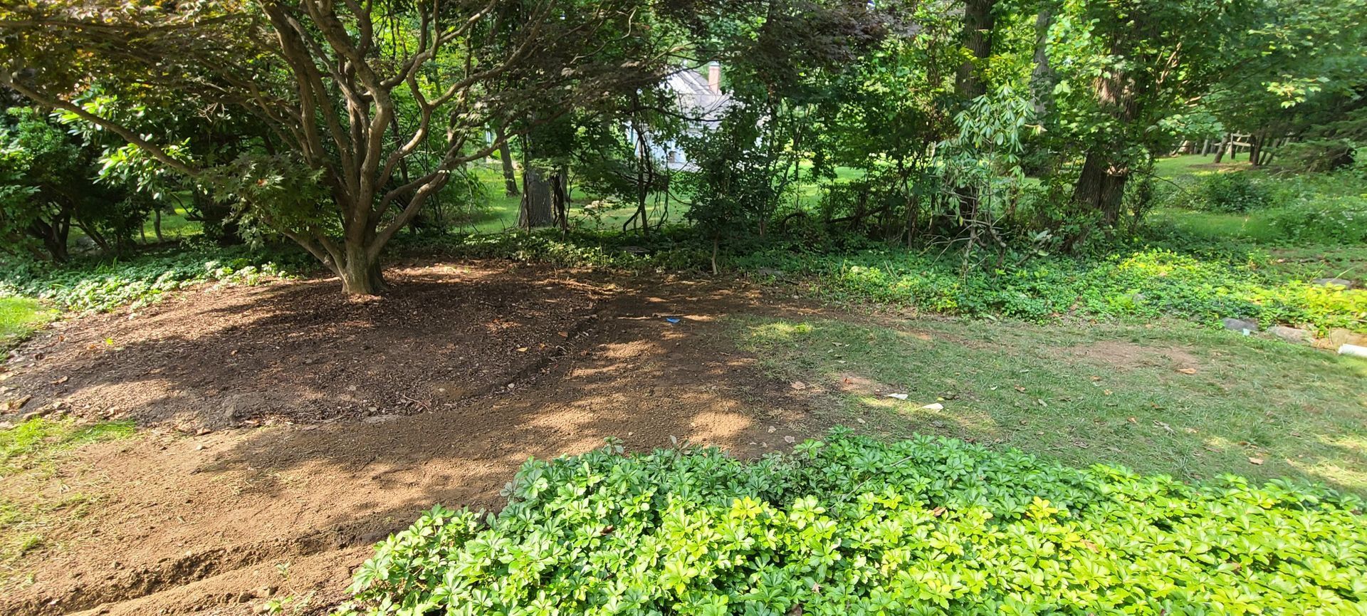 A lush green forest with trees and shrubs surrounding a dirt path.