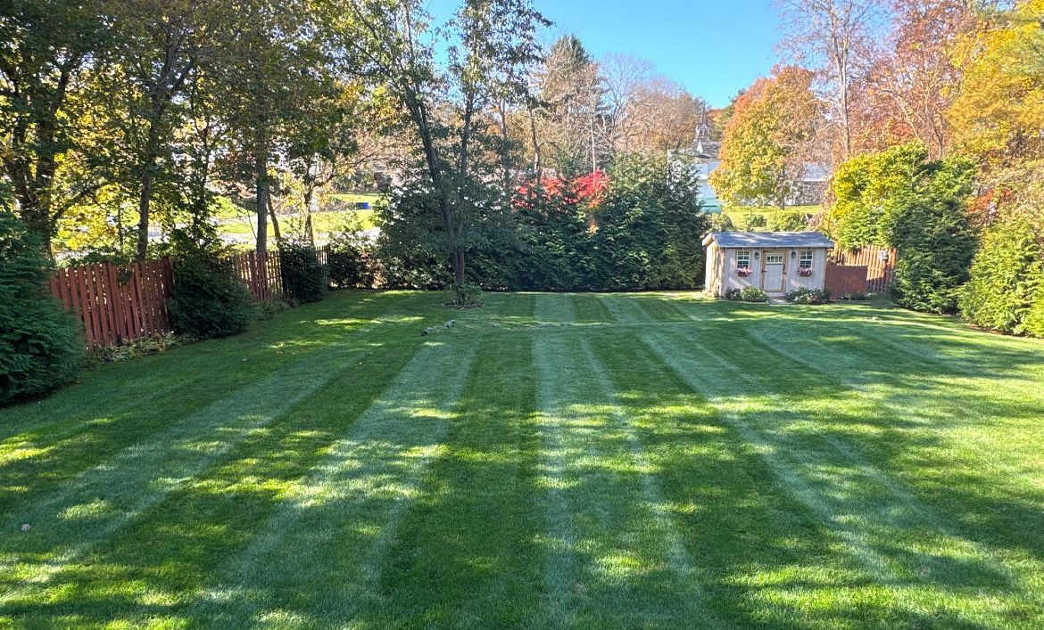 A lush green lawn with a shed in the background on a sunny day.