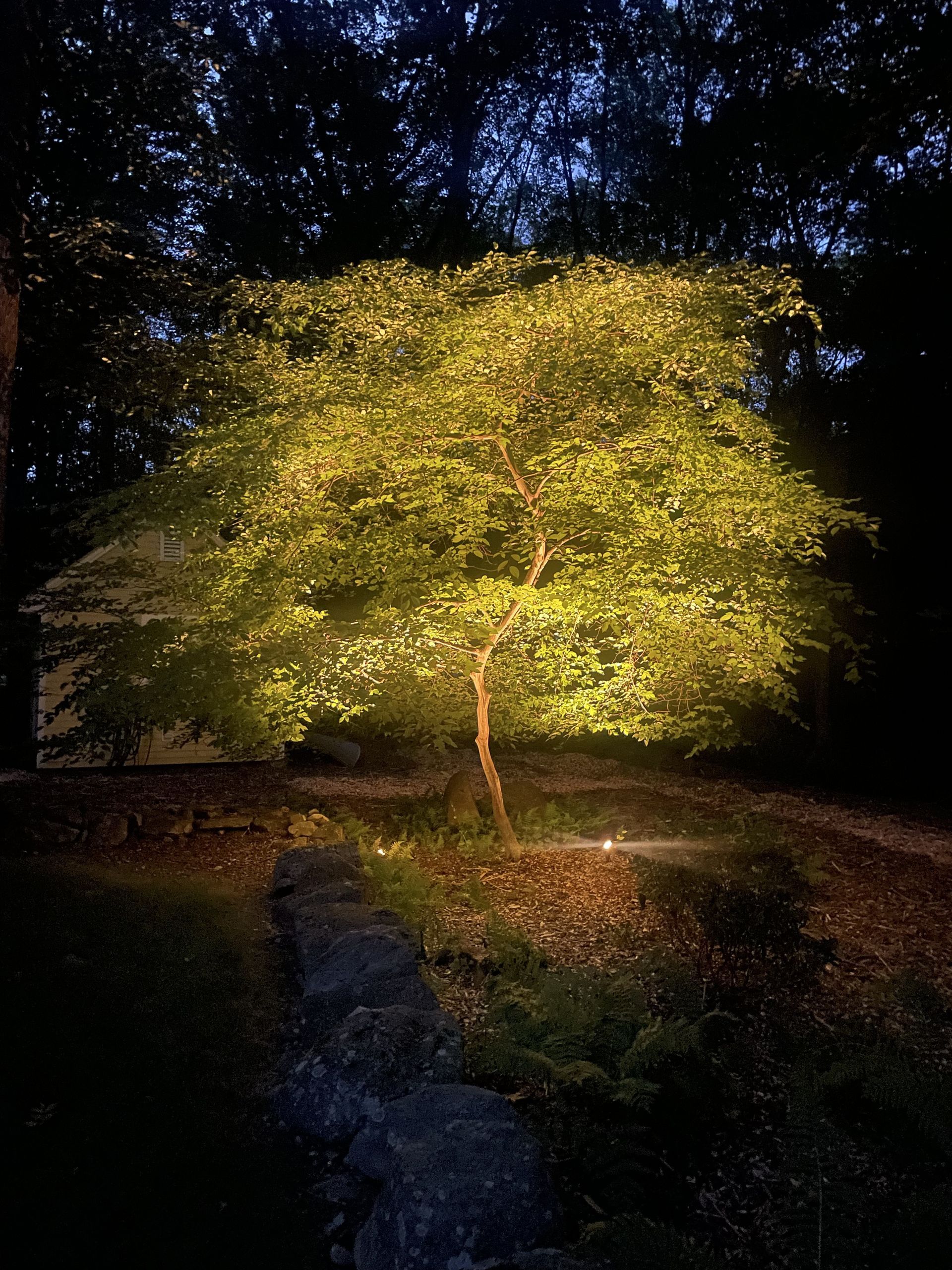 A tree is lit up at night in a dark forest.