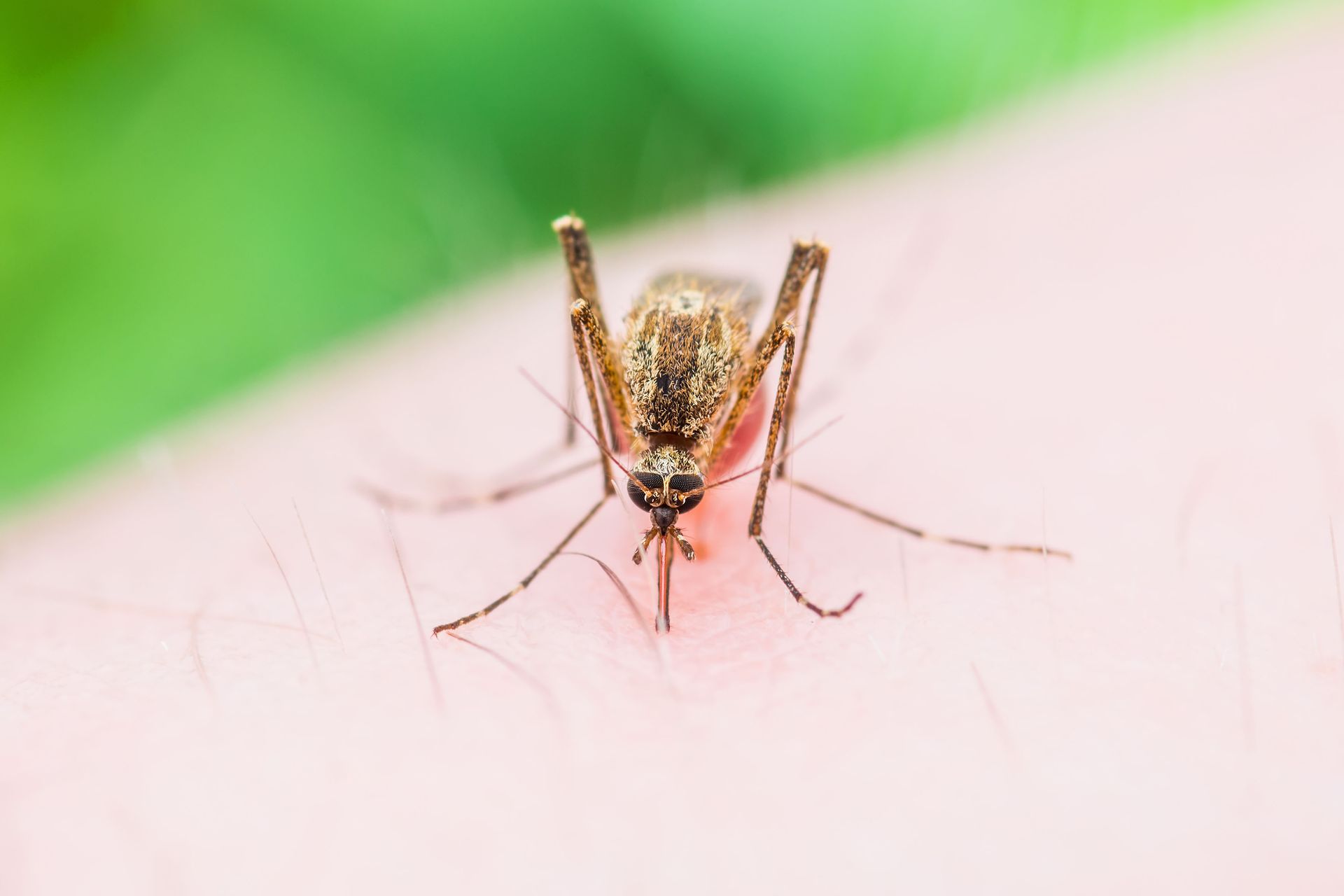 mosquito removal