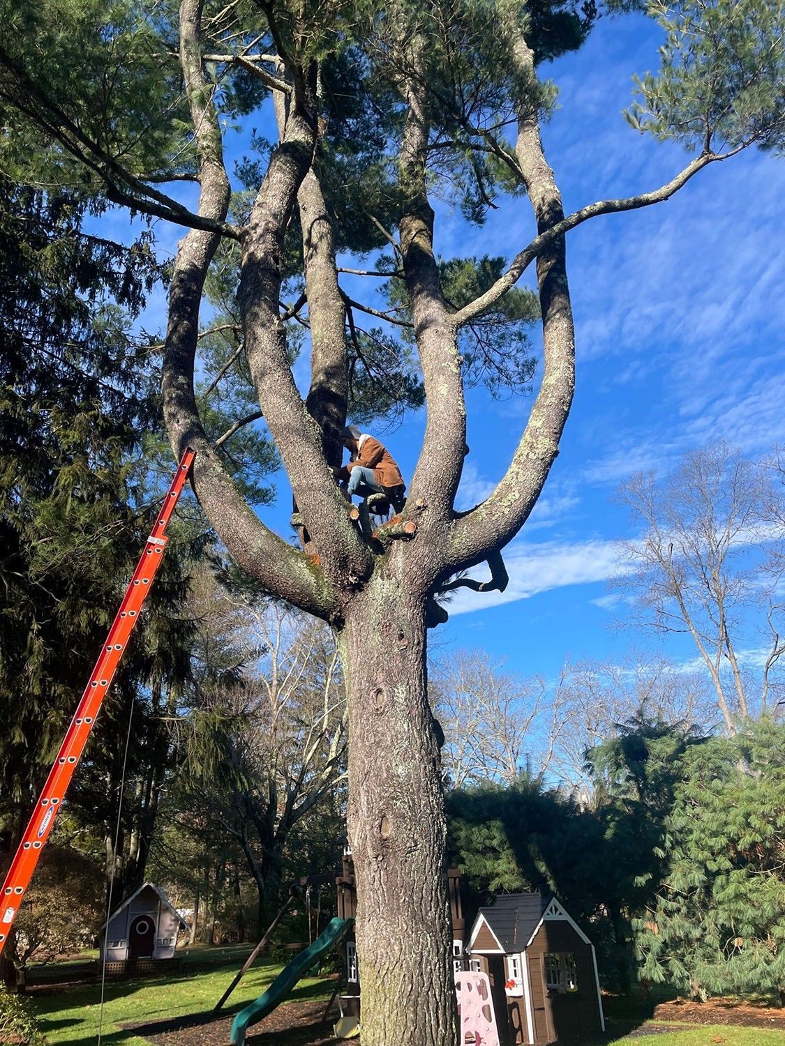Man installing lights around a tree