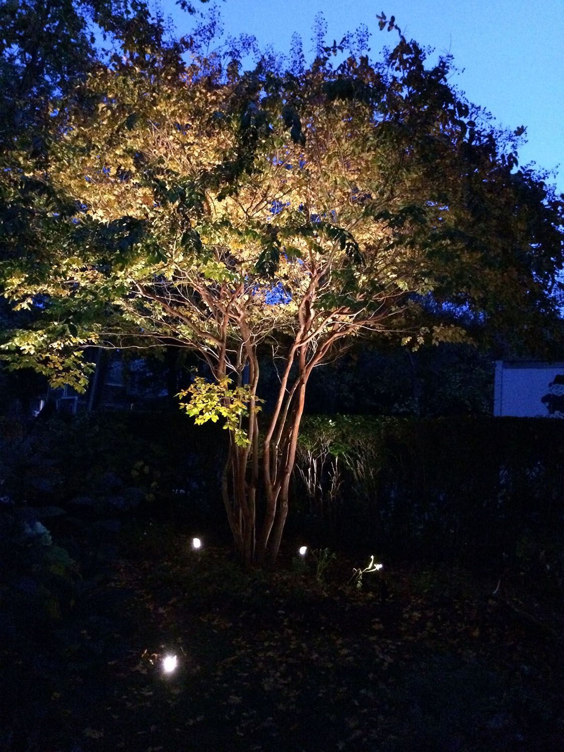Tree with an outdoor lighting