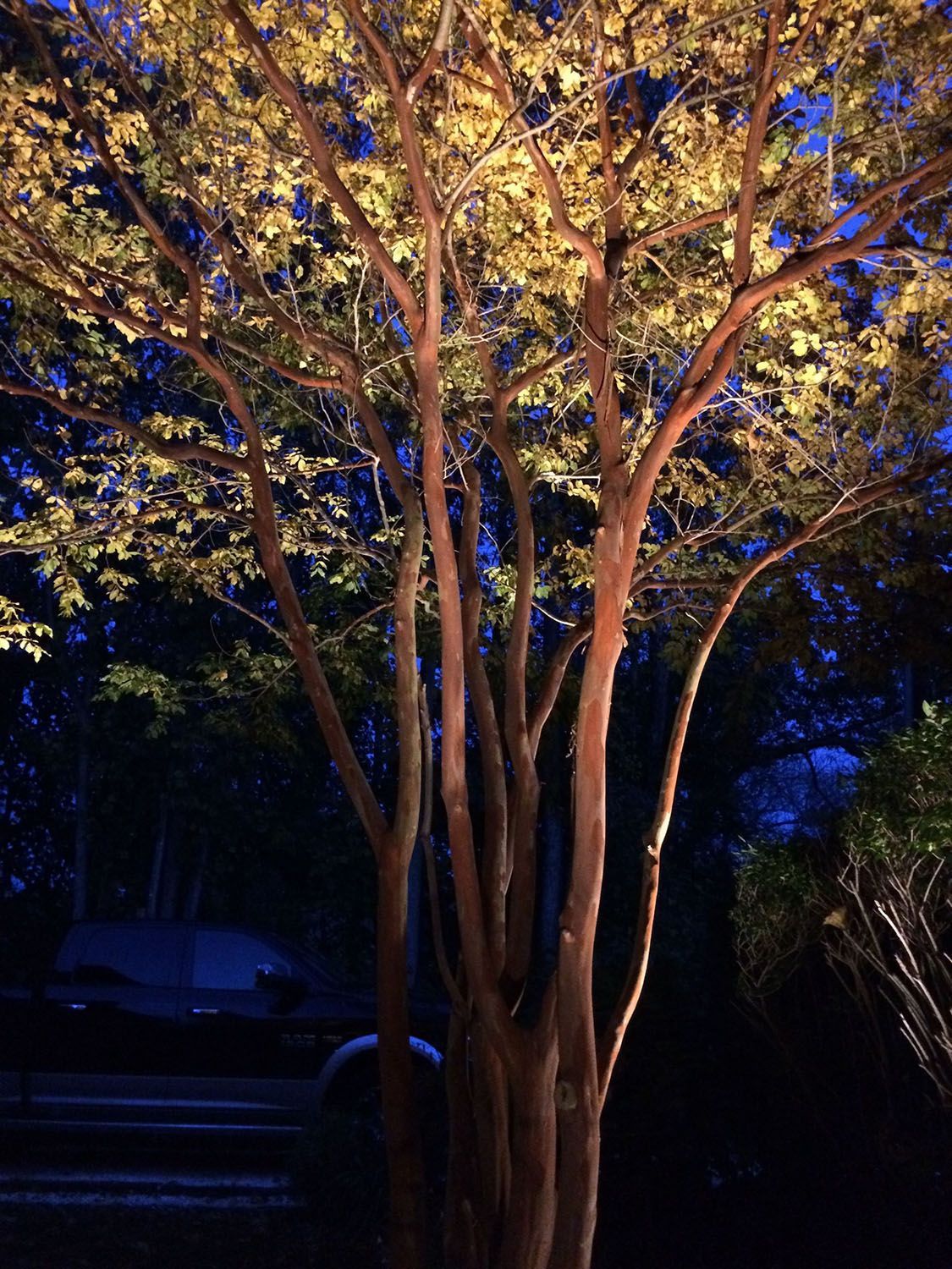Tree with an amazing outdoor lighting