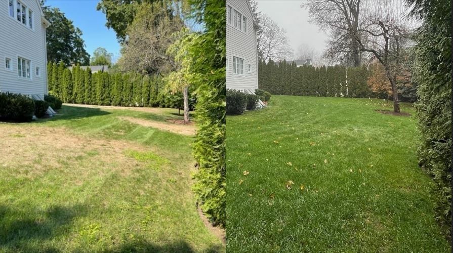 Before and after lawn care service
