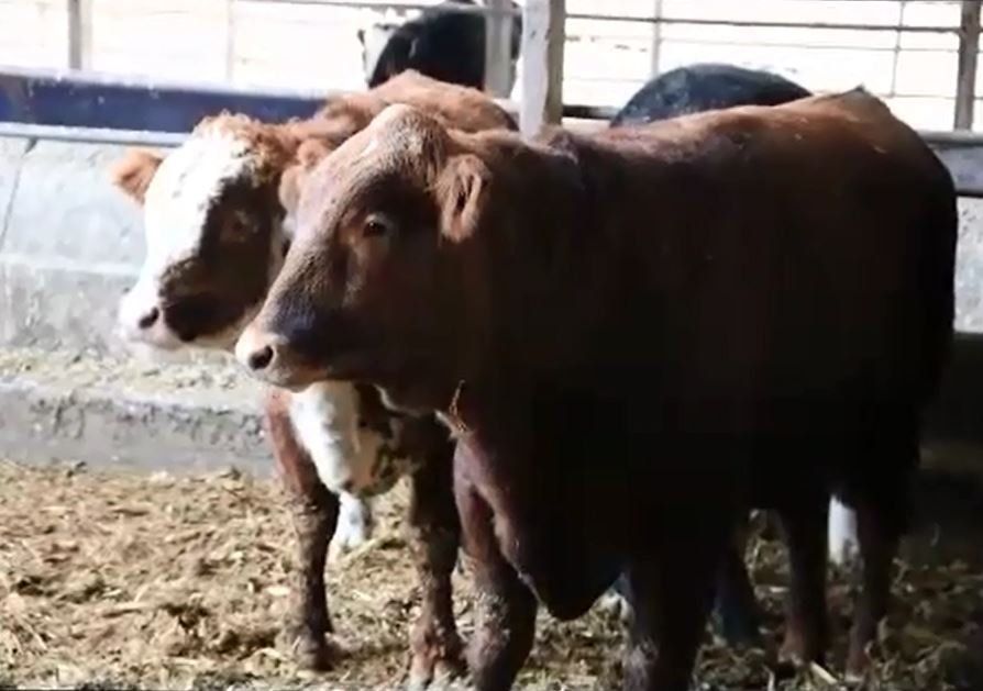 Cattle on farm