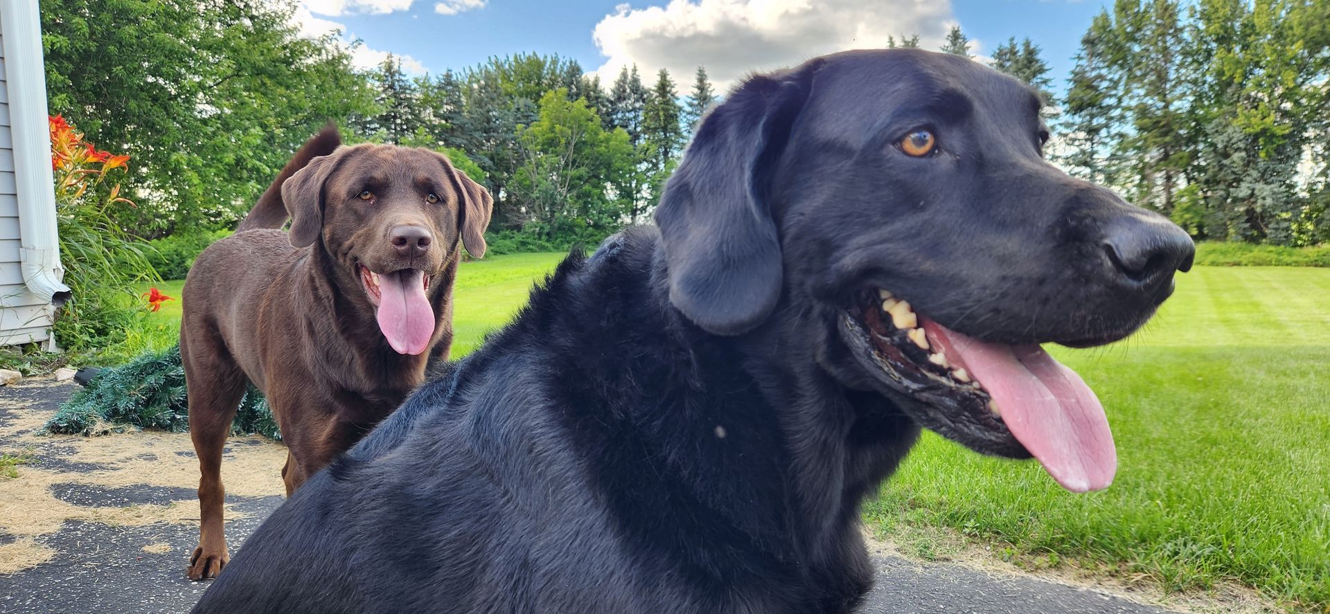 Two Labrador Retrievers are panting outdoors; the black dog is in the foreground, and the brown dog is in the background.