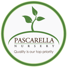 Pascarella Nursery - Logo