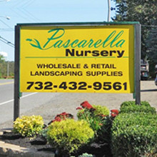 Pascarella Nursery sing border