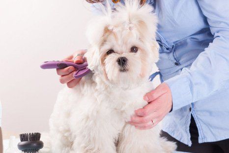 Animal Care
