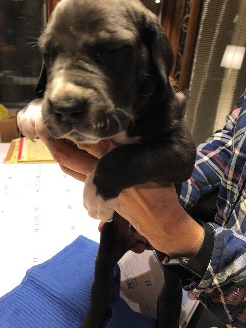 Black Male Great Dane Puppy