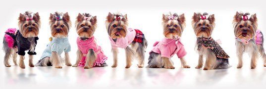 Dog Grooming