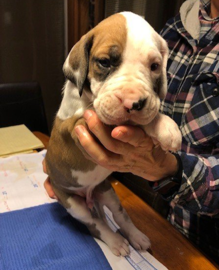 Fawnequin Male Great Dane Puppy