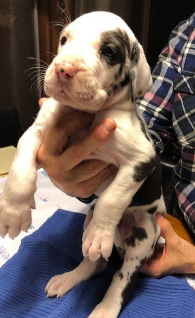 Harlequin Male Great Dane Puppy