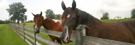 Horses