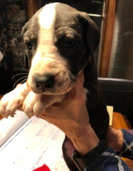 Mantle Female Great Dane Puppy