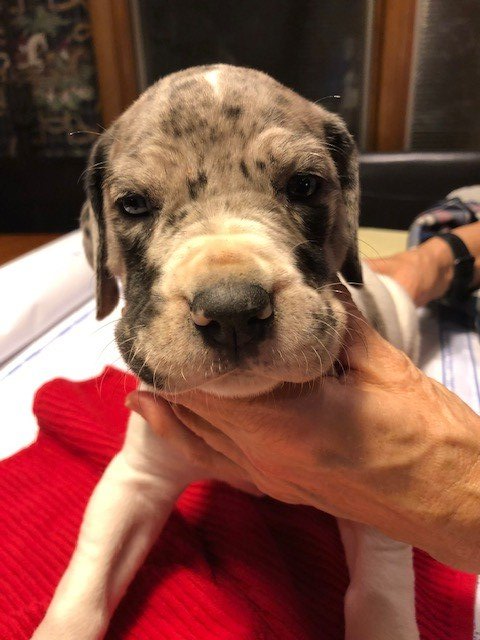 Mantle Merle Great Dane Puppy