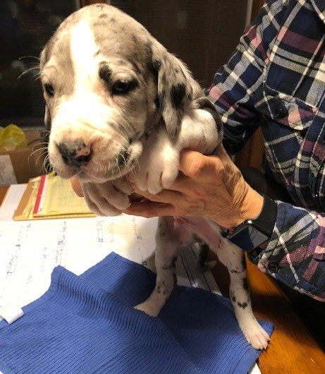Mantle Merle Great Dane Puppy