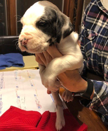 Mantle Merle Male Great Dane Puppy