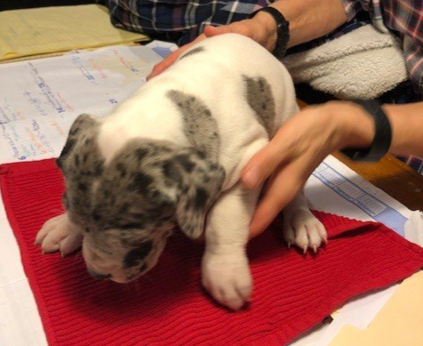 Merle Female Great Dane Puppy