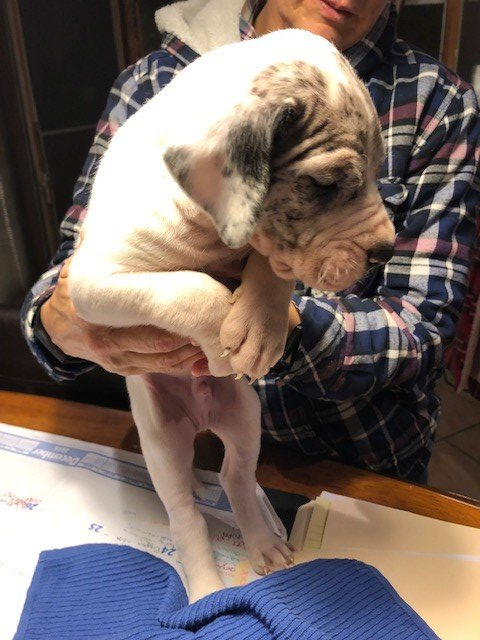 Merle Male Great Dane Puppy