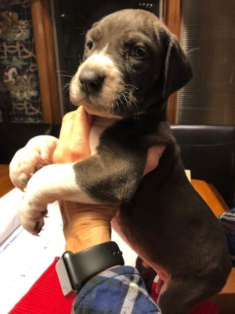 Merle Male Great Dane Puppy