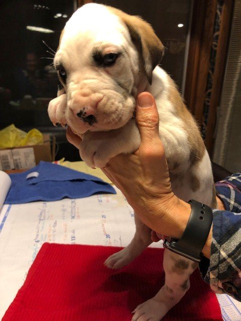 Fawnequin Female Great Dane Puppy