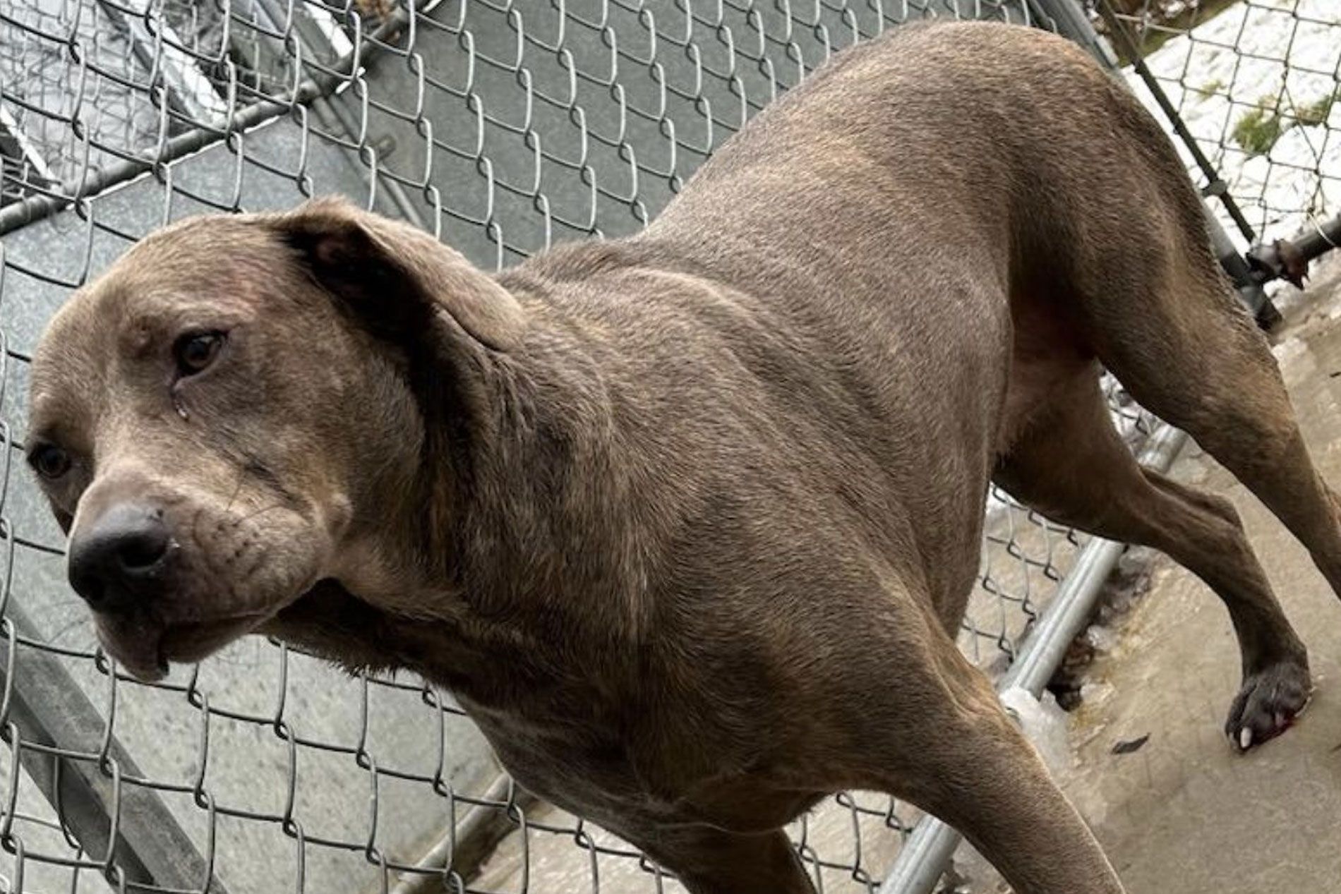 Gray dog stands near a chain link fence, looking downward with a serious expression.
