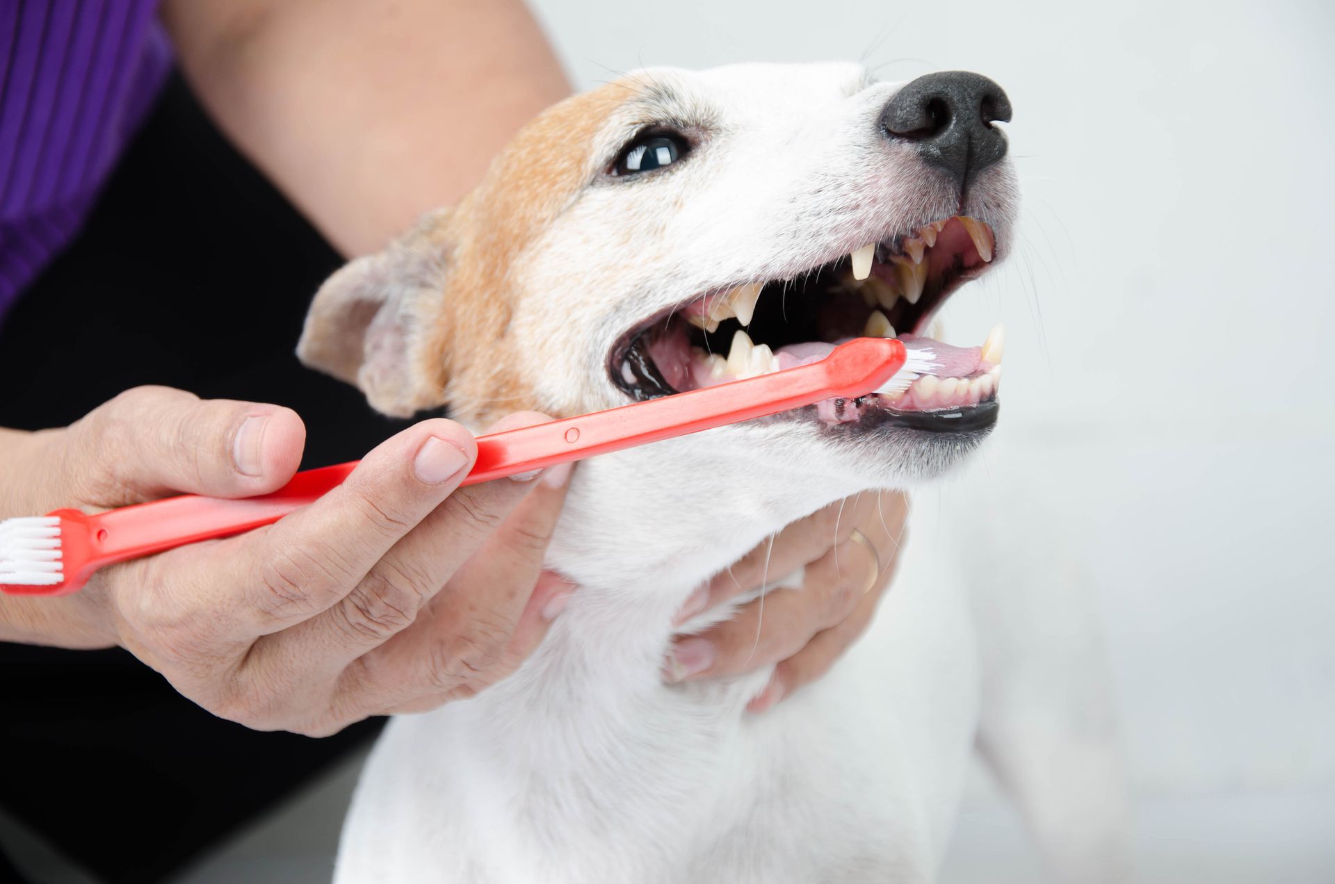Person brushing a white and brown dog's teeth with a red toothbrush in front of a white background.