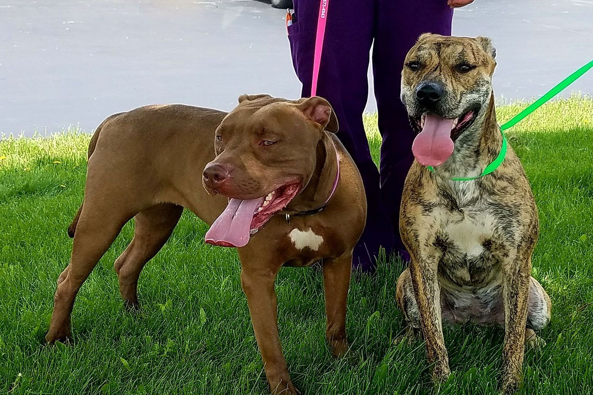 Two dogs on leashes, one brown, one brindle, in a grassy area with a person in purple pants.