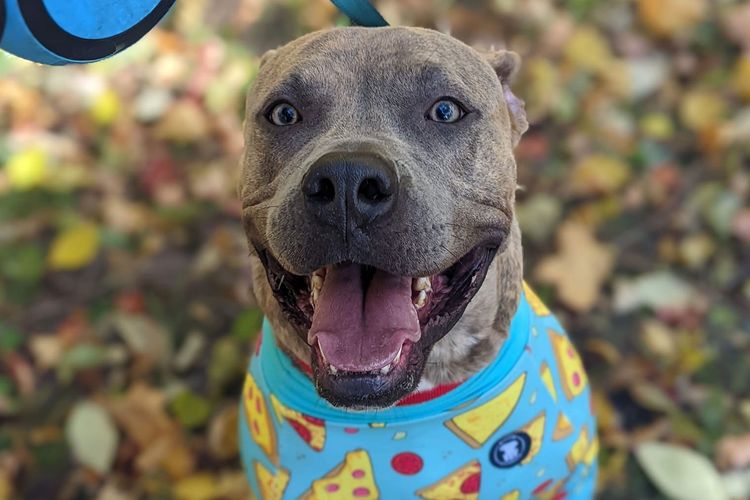 Smiling gray pit bull wearing a pizza-themed shirt, outdoors, fall leaves.