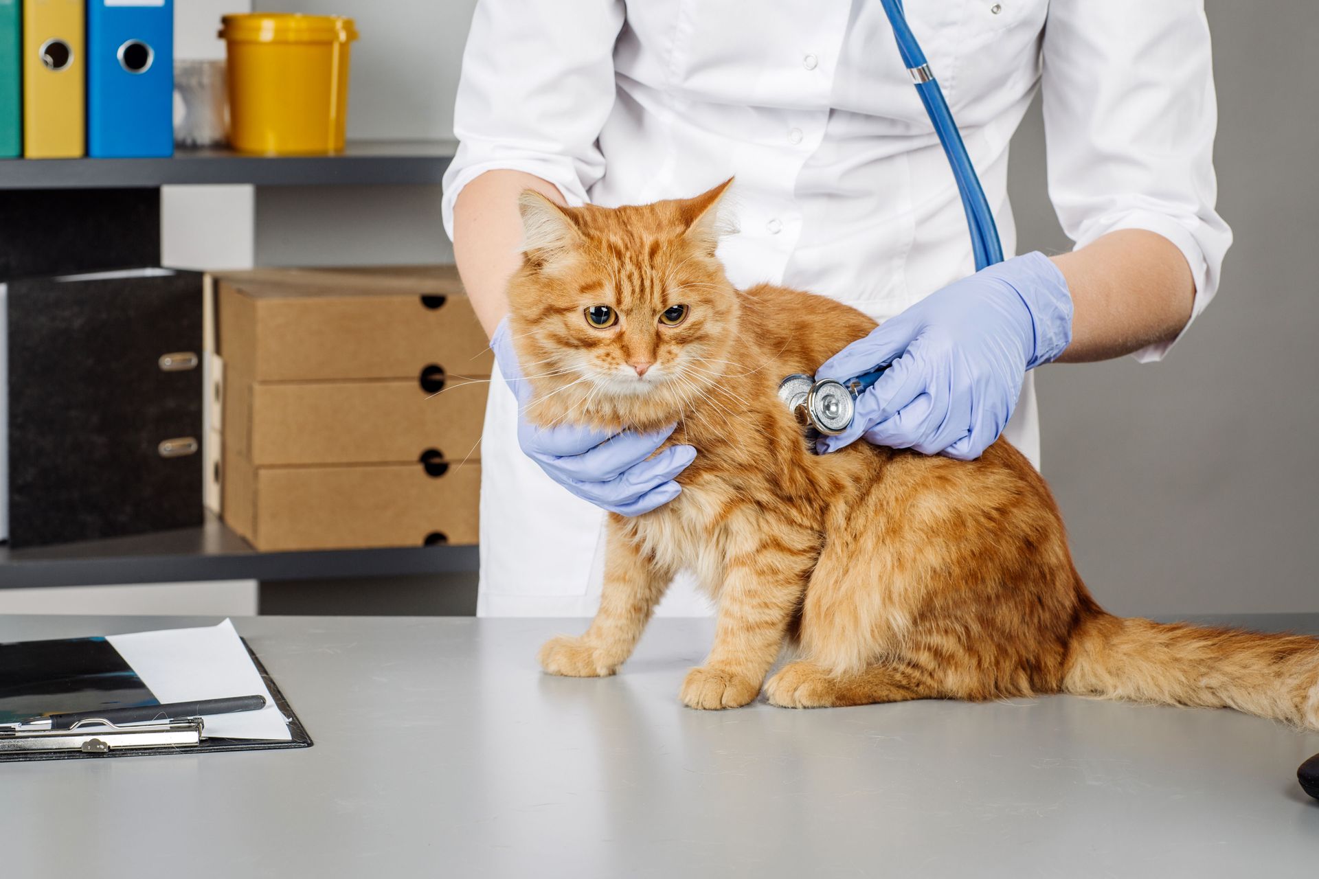 Veterinarian examining an orange cat on a clinic table, with gloved hands and office supplies in the background