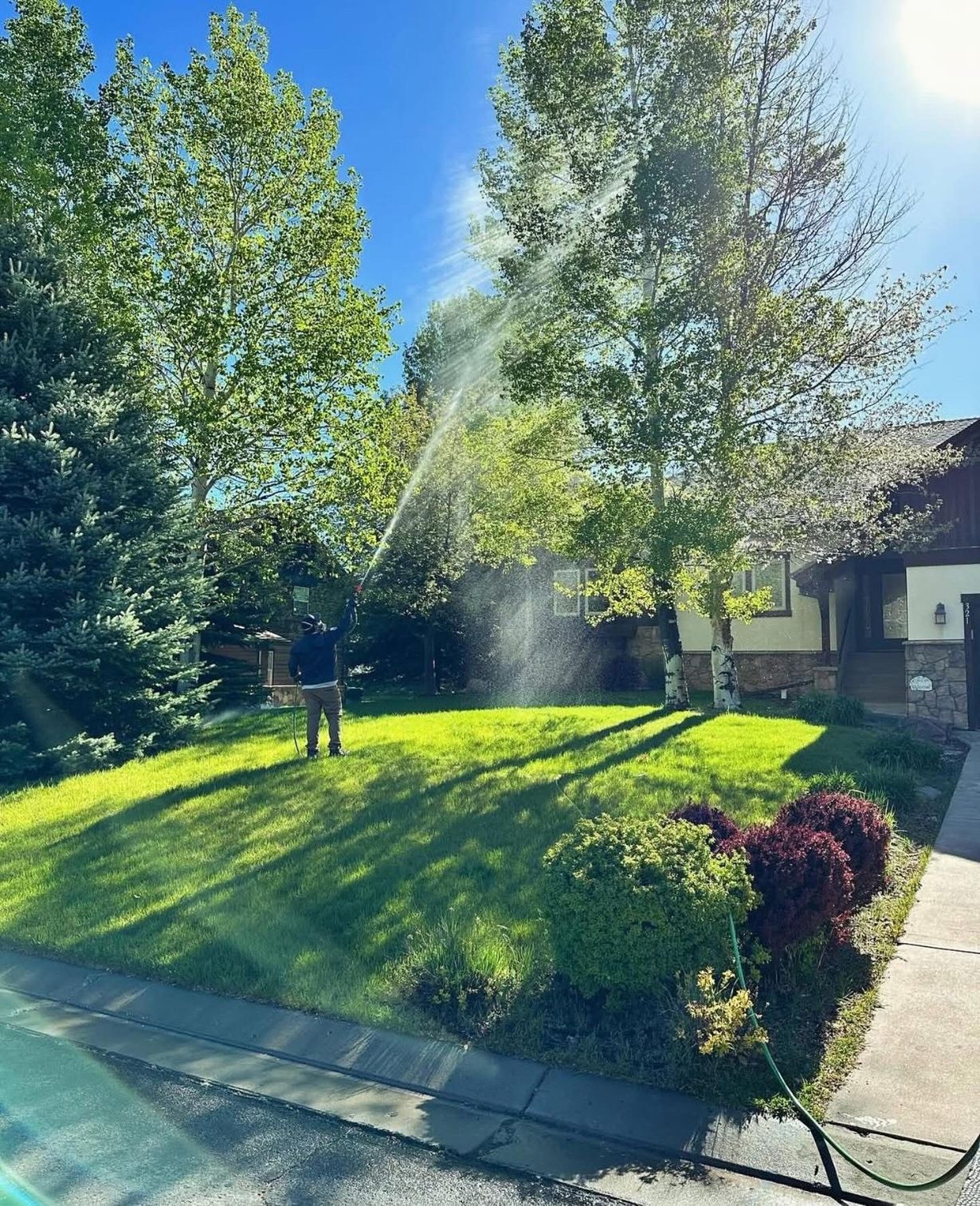 Backyard lawn being watered by sprinklers beside trees and a house in bright sunlight