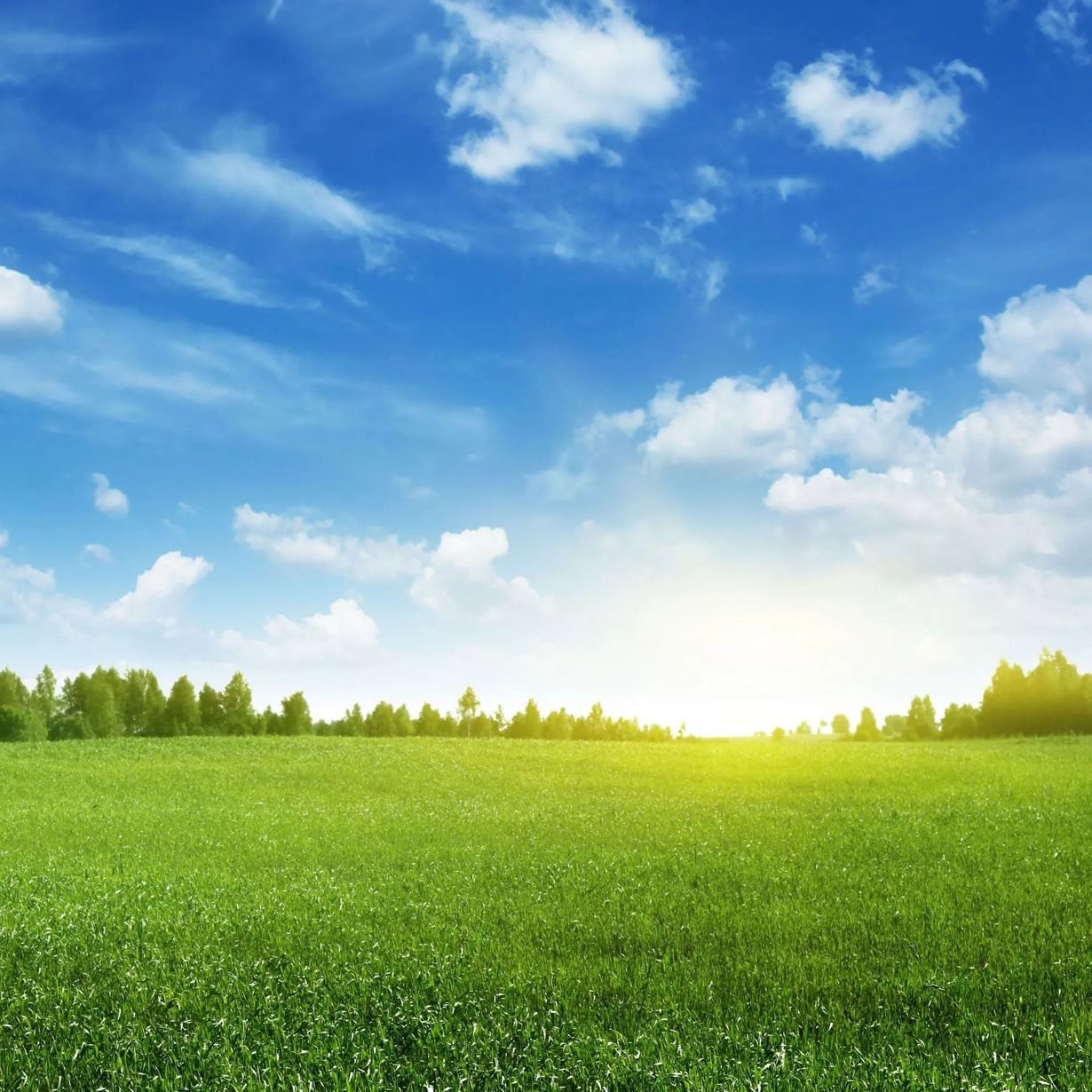 Sunny green meadow under a blue sky with scattered white clouds