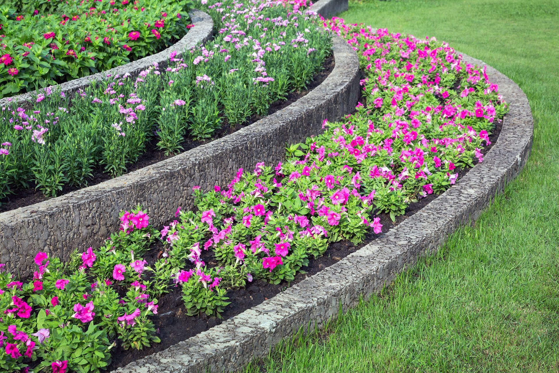 Tiered garden beds with pink petunias and purple flowers separated by concrete retaining walls next to a green lawn.